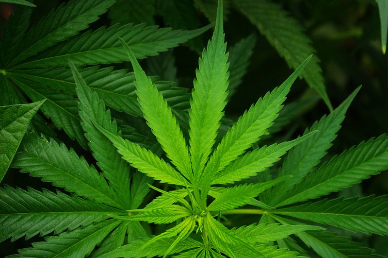 Cannabis-leaf-hemp